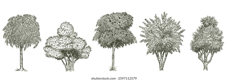 Trees in hand drawn engraving sketch style. Set of pen and ink forest or garden plants. Vintage monochrome vector illustration.