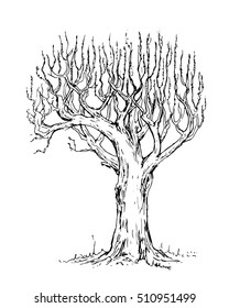 The trees hand drawn. Graphics sketch 