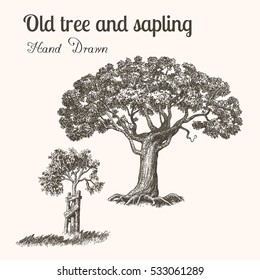 Trees. Hand Drawn Vintage Engraved Illustration Old Tree And Sapling