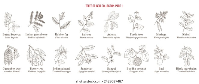 In: Trees of India Collection. Handgezeichnete botanische Vektorgrafik