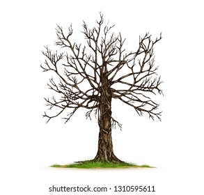  Trees Isolated on White Background