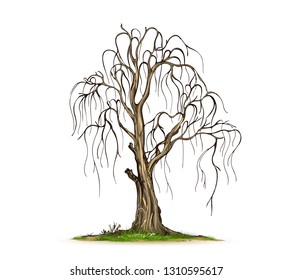  Trees Isolated on White Background