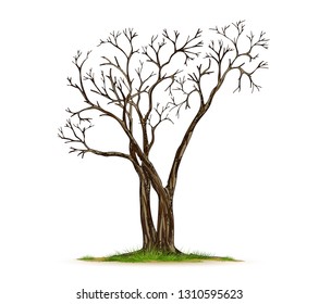  Trees Isolated on White Background