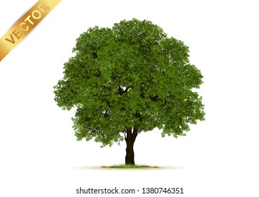 trees isolated on white background.
