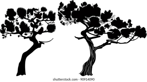 Trees  it is isolated on a white background