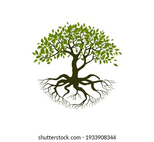 Trees Isolated on White Background.Tree designed for logo.