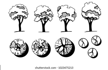 Árboles para un diseño paisajístico. Diferentes árboles dibujados a mano aislados en fondo blanco, bosquejo, arboles arquitectónicos. Vista superior y frontal.