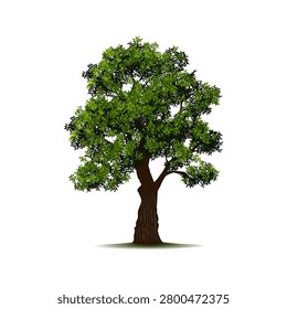 Trees with leaves and branches. Vector realistic isolated icon, botanic plant for nature landscaping, ecological environment design, yards or garden decor. Landscape bush or greenery for summer