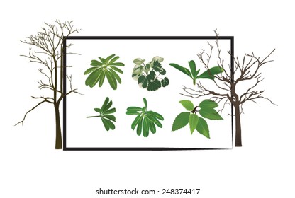 Trees and leaves on a separate background