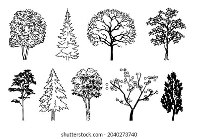 Trees with leaves and without them.