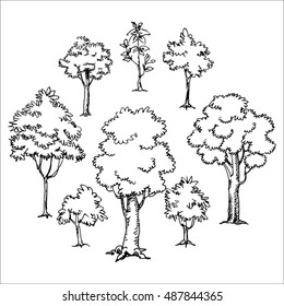 trees line drawing illustration vector
