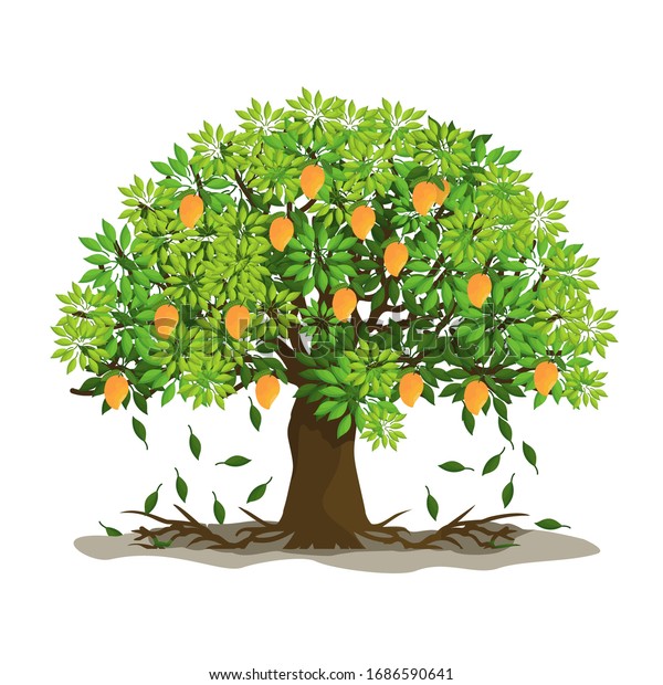 木やマンゴー 最も高価な果物の一つ ベクターイラスト のベクター画像素材 ロイヤリティフリー