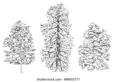 Trees, Oak, birch, fir, pine. Sketch collection