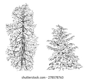 Trees, Oak, birch, fir, pine.Sketch collection
