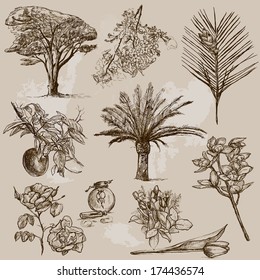 Trees, Plants and Flowers around the World (set no.2). Collection of hand drawn illustrations. Each drawing comprises of two layers of outlines,the colored background is isolated.