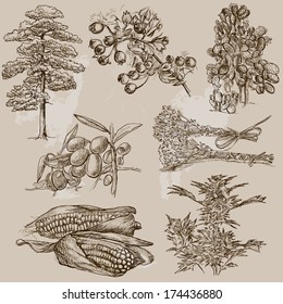 Trees, Plants and Flowers around the World (set no.1). Collection of hand drawn illustrations. Each drawing comprises of two layers of outlines,the colored background is isolated.