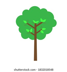 Árboles y plantas de fondo blanco. Bosques naturales, bosques verdes, selva, al aire libre, temporada, verano, primavera.