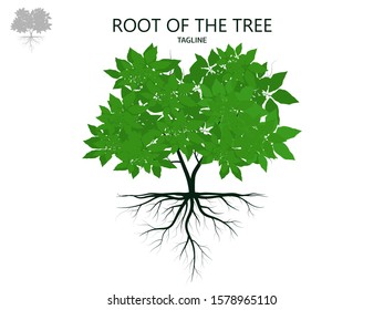 Trees and root with green leaves look beautiful and refreshing.
