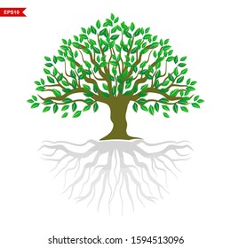 Trees and roots, trees with a round shape with beautiful green leaves. Mangrove trees with white background, vector