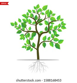 Trees and roots of shady green leaves with white background, vector illustration