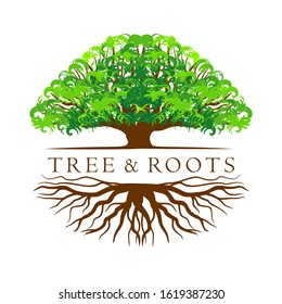 Trees and roots of shady green leaves are round shape with white background, logo and tree logo design. Illustration vector