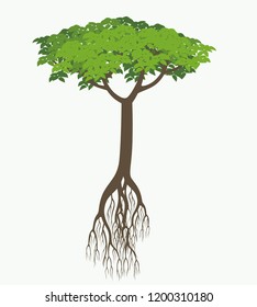 trees and roots vector illustration