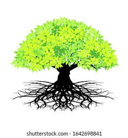 Trees and roots with white background, vector illustration