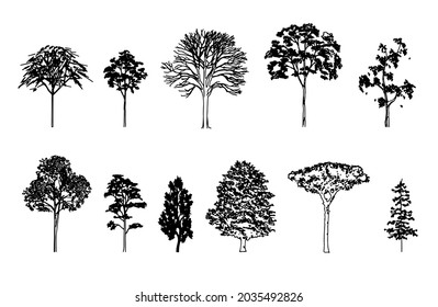 
Trees, seasonal black and white image, trees in summer and one tree without leaves.