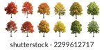 Trees set collection. Red Yellow Green plants with leaves ecology garden botanical vector realistic isolated