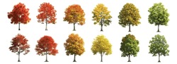 Trees Set Collection. Red Yellow Green Plants With Leaves Ecology Garden Botanical Vector Realistic Isolated