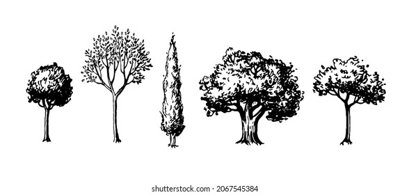 Trees. Set of ink sketches. Hand drawn vector illustration isolated on white background. Retro style.