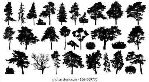 Trees set isolated on white background. Coniferous forest silhouette