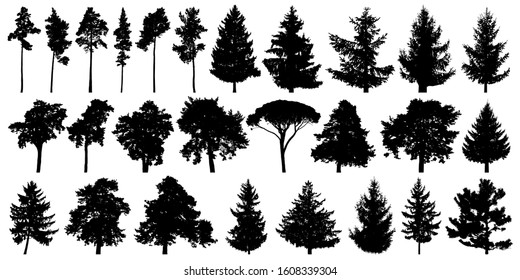 Trees set isolated on white background. Forest background, nature, landscape. Evergreen coniferous trees. Pine, spruce, Christmas tree. Silhouette vector illustration