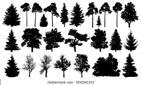 Trees set silhouette. Coniferous forest. Isolated tree on white background.
