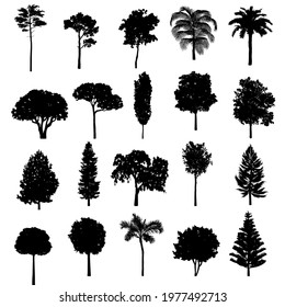 Trees set silhouette. Coniferous forest. Isolated tree on white background.