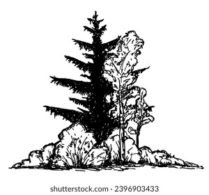 Trees, Shrub. Coniferous and deciduous trees. Vegetation. Hand drawn vector illustration with black outline. Sketch in ink illustration landscape