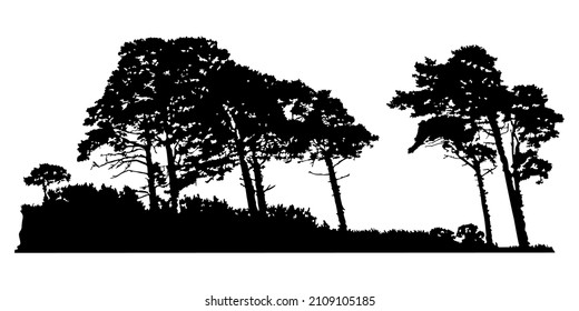 Trees silhouette isolated on white background. Pines or cedar landscape. Coniferous forest. Grove with realistic group of pine trees and grass silhouette on sea dunes. Stock vector illustration