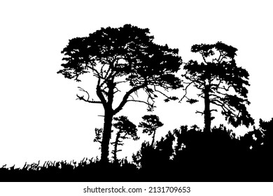 Trees silhouette isolated on white background. Pines or cedar landscape. Coniferous forest. Grove with realistic group of pine trees and grass silhouette on sea dunes. Stock vector illustration