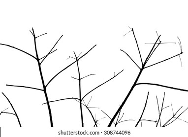 trees silhouette on vector style