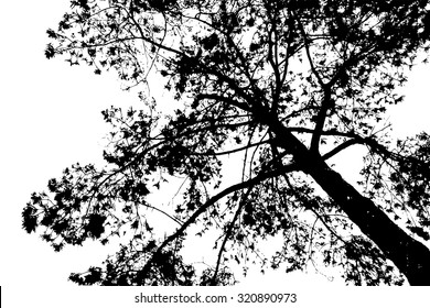 trees silhouette on vector style