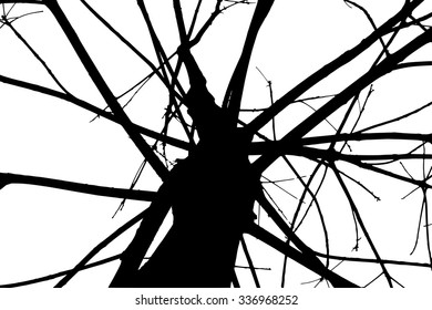 trees silhouette on vector style