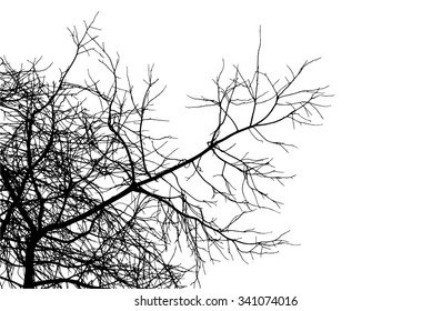 trees silhouette on vector style