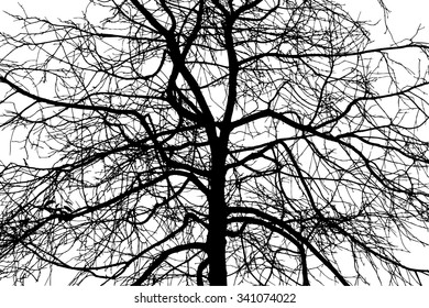 trees silhouette on vector style