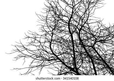 trees silhouette on vector style