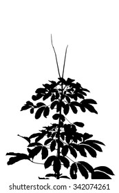trees silhouette on vector style