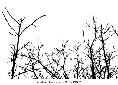 trees silhouette on vector style