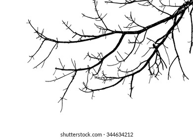 trees silhouette on vector style