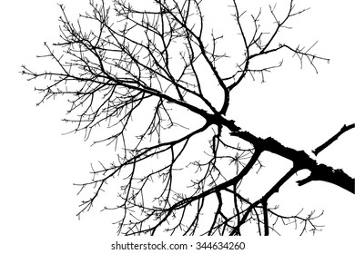 trees silhouette on vector style
