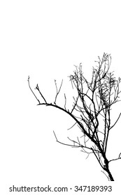 trees silhouette on vector style