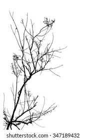 trees silhouette on vector style